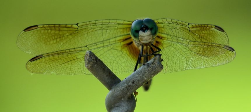 蜻蜓眼睛图片 放大图片