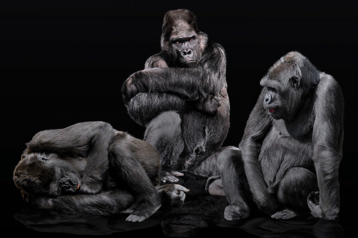 动物、猿、灵长类动物免费图片