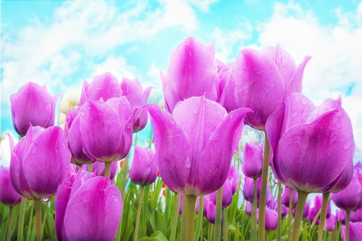 郁金香、粉红色、春免费图片