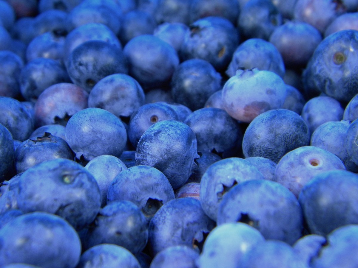 蓝莓（笃斯）免费图片