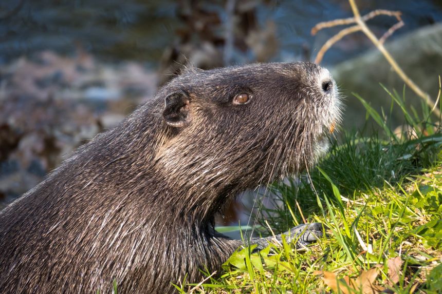 海狸鼠,水老鼠,海狸的尾巴 - 免费可商用图片 - cc0.cn