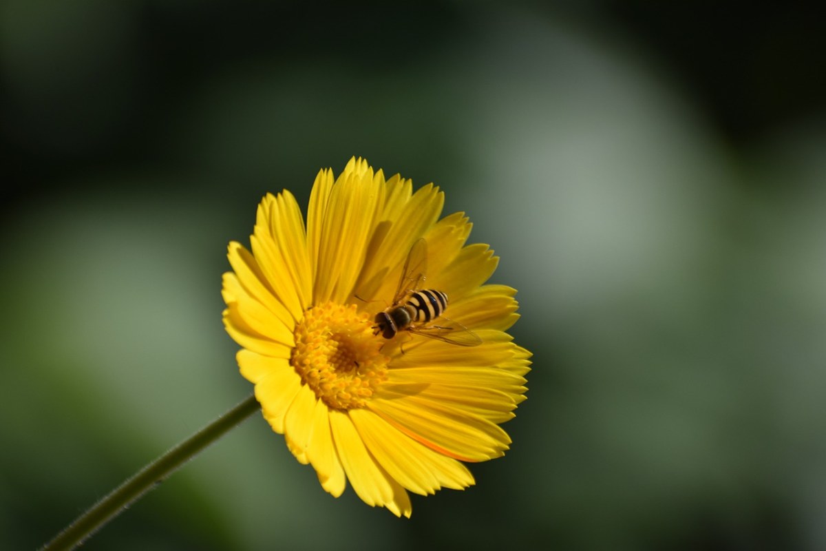 花卉、金盏花、昆虫免费图片