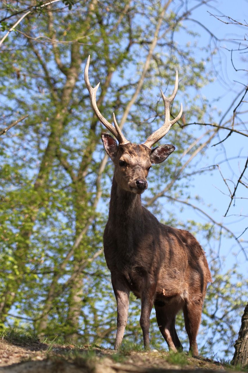赫尔,森林动物,野生