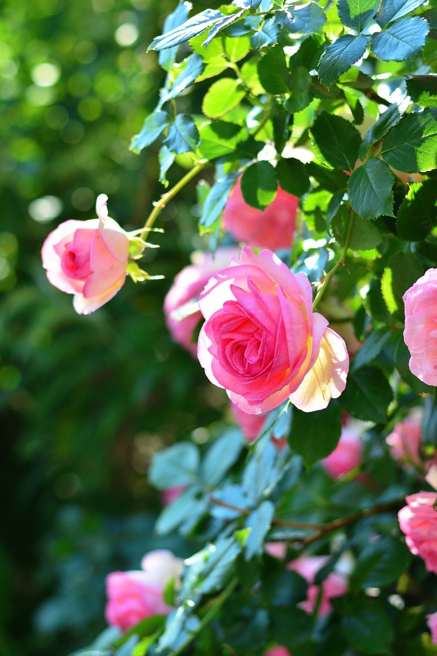 薔薇,玫瑰,花