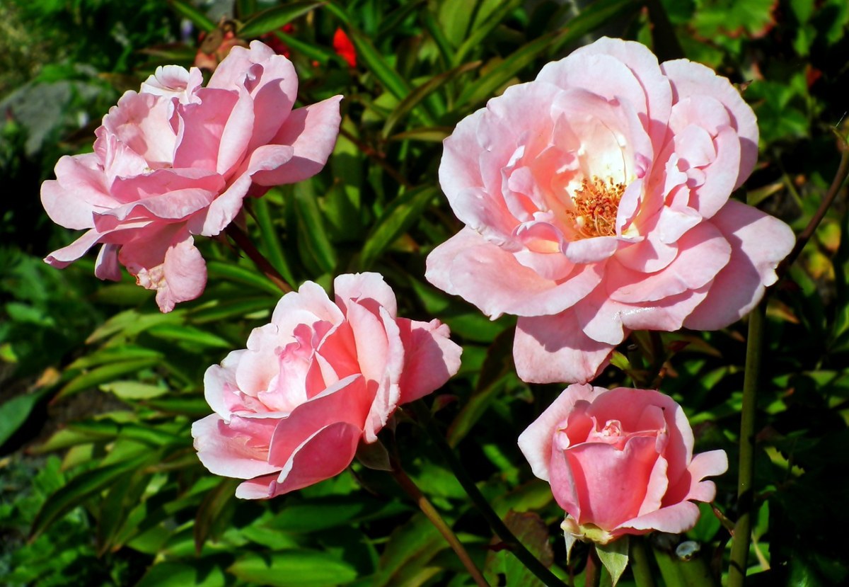 玫瑰、鲜花、花园免费图片