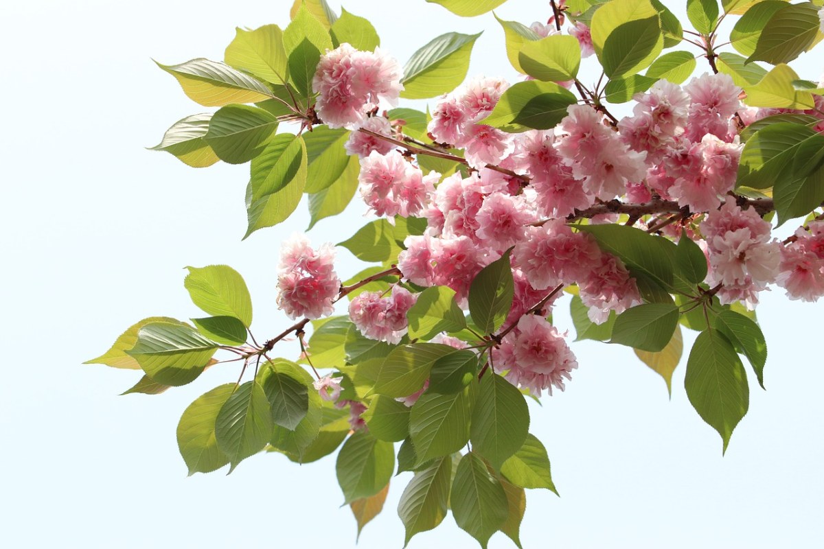 春天娇艳的樱花花朵免费图片