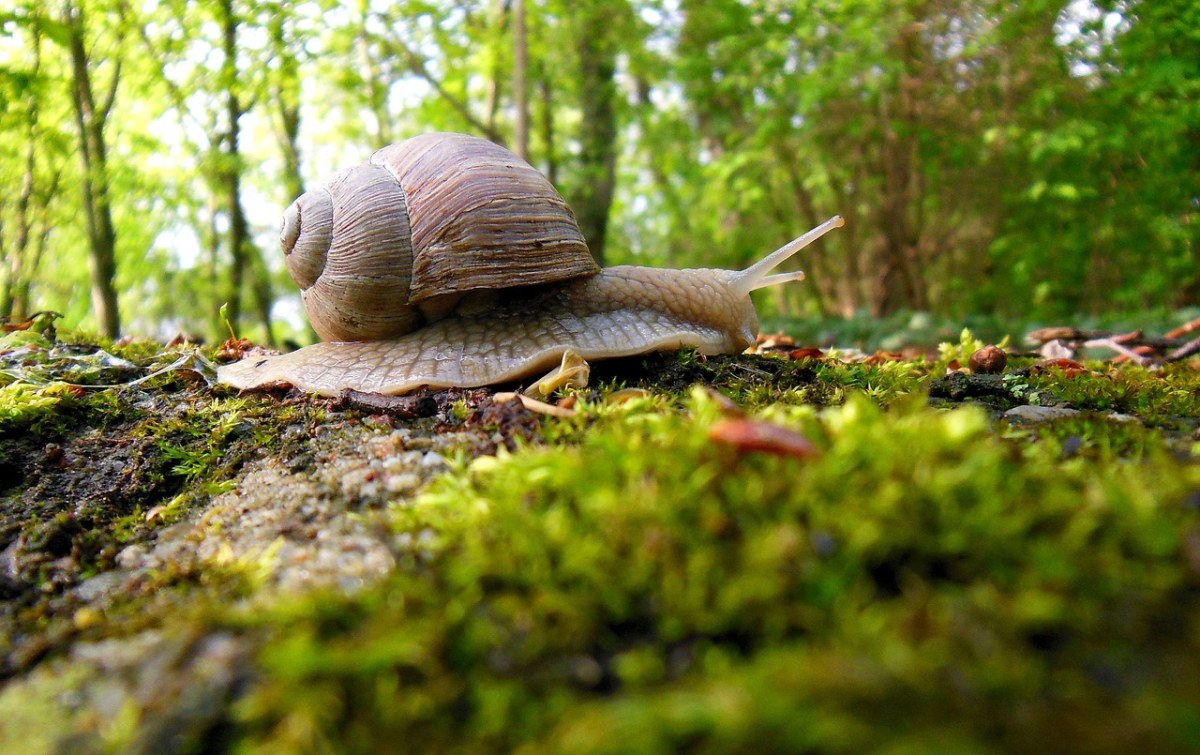 树林中的蜗牛免费图片