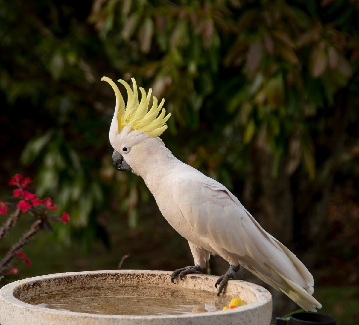 硫凤头鹦鹉,鹦鹉,cacatua,galerita
