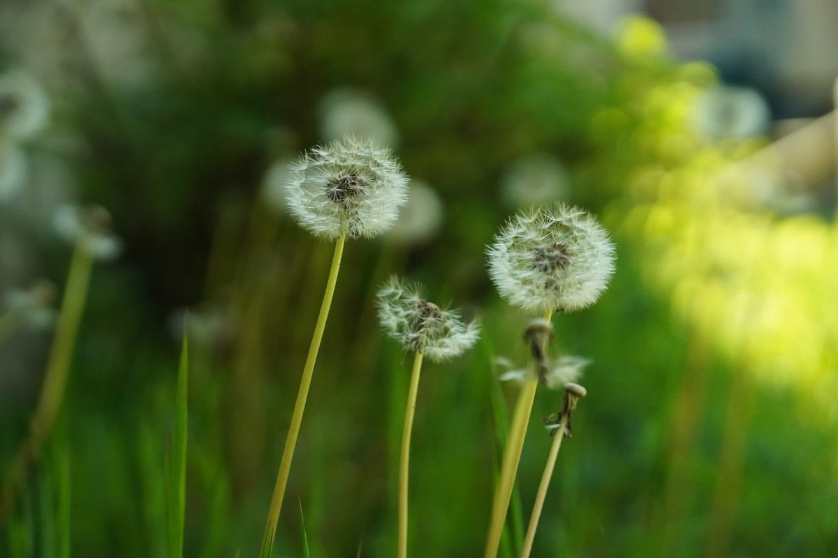 蒲公英、种子、花免费图片