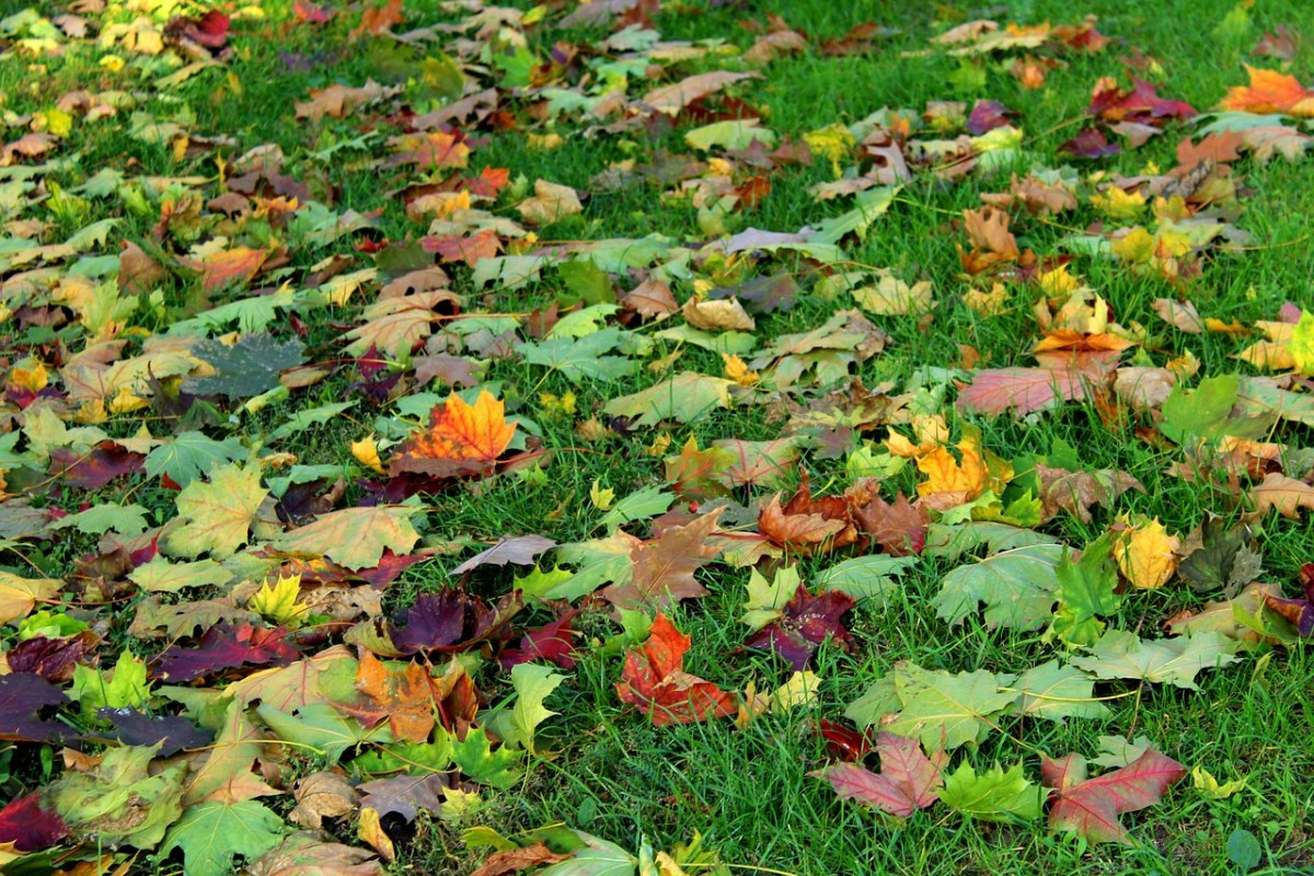 五颜六色的树叶,秋,崩溃