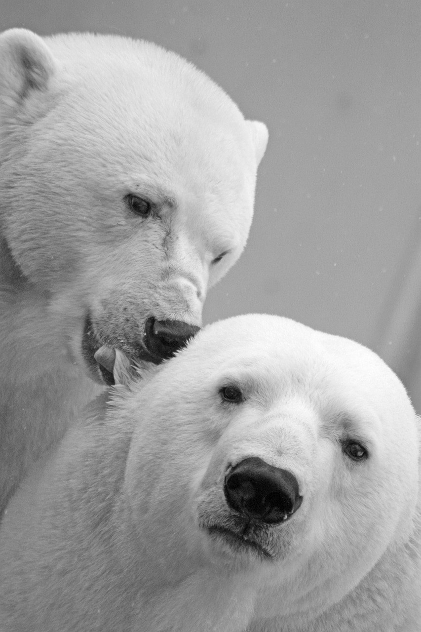 白熊、北极熊、熊免费图片