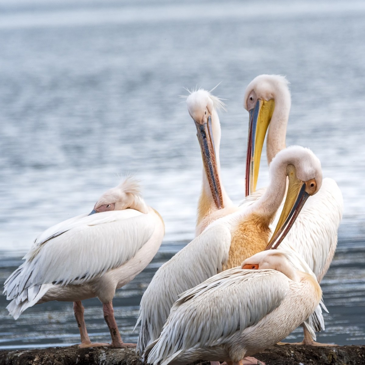鹈鹕,粉红色,自然