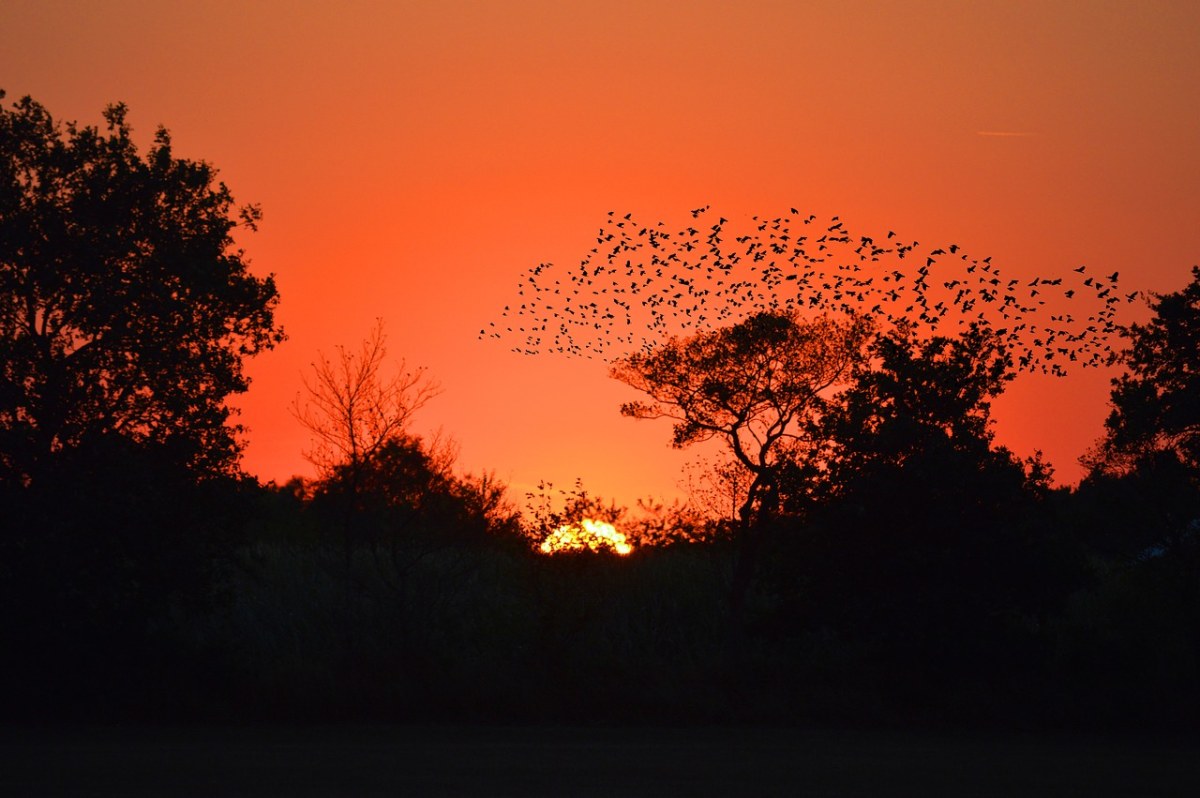 夕阳下湖面群飞鸟美景图