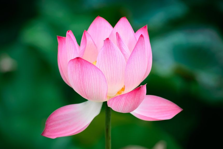 莲花,花,自然