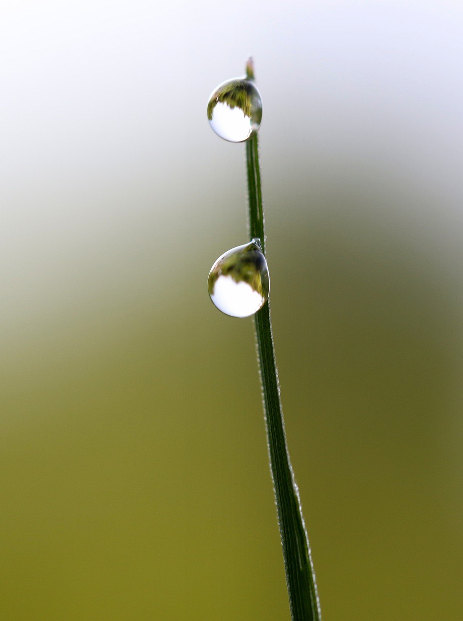 滴,水,露水