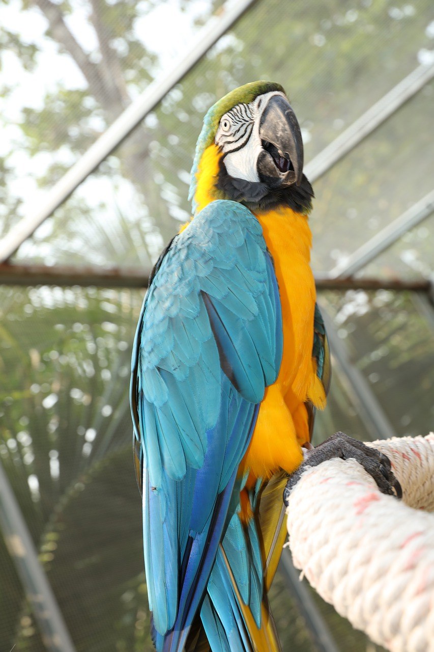 黄绿鹦鹉、稀有鹦鹉、南美洲的长尾小鹦鹉免费图片