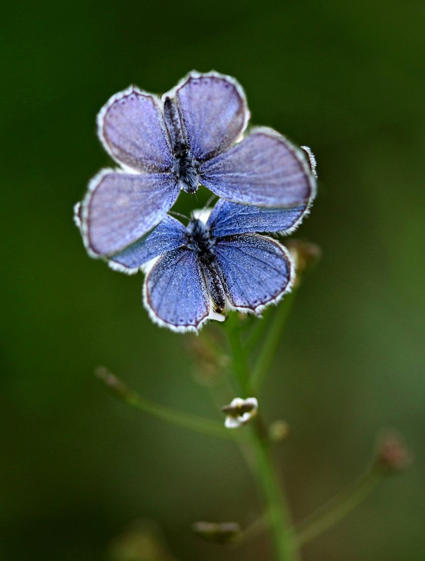 蝴蝶,蓝色,交配