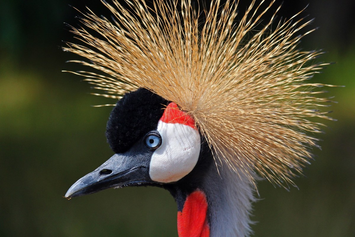 灰冠鹤的羽毛免费图片