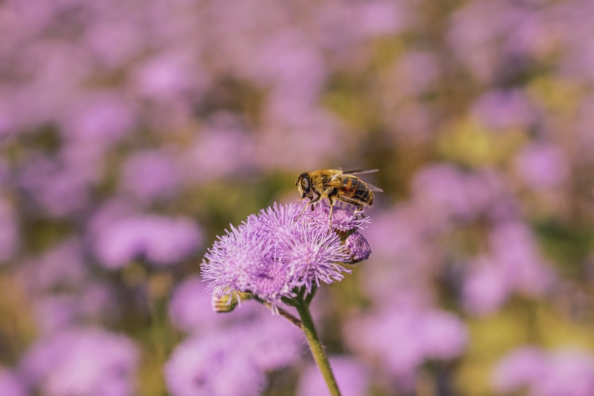 蜜蜂,花,開花