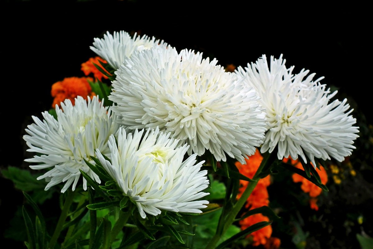 阿斯特拉、鲜花、白免费图片