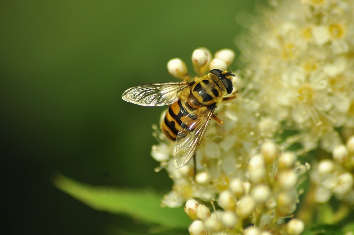 蜜蜂采花免费图片