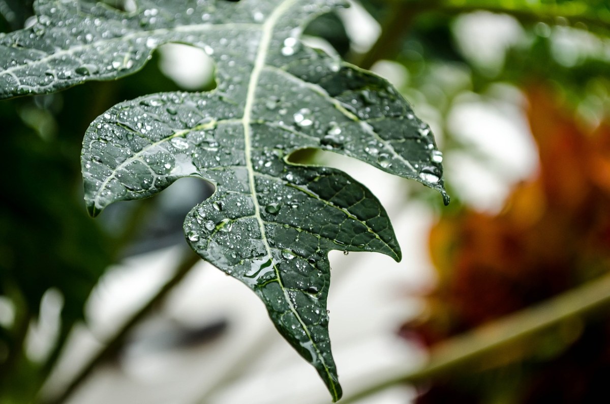 雨,叶,植物