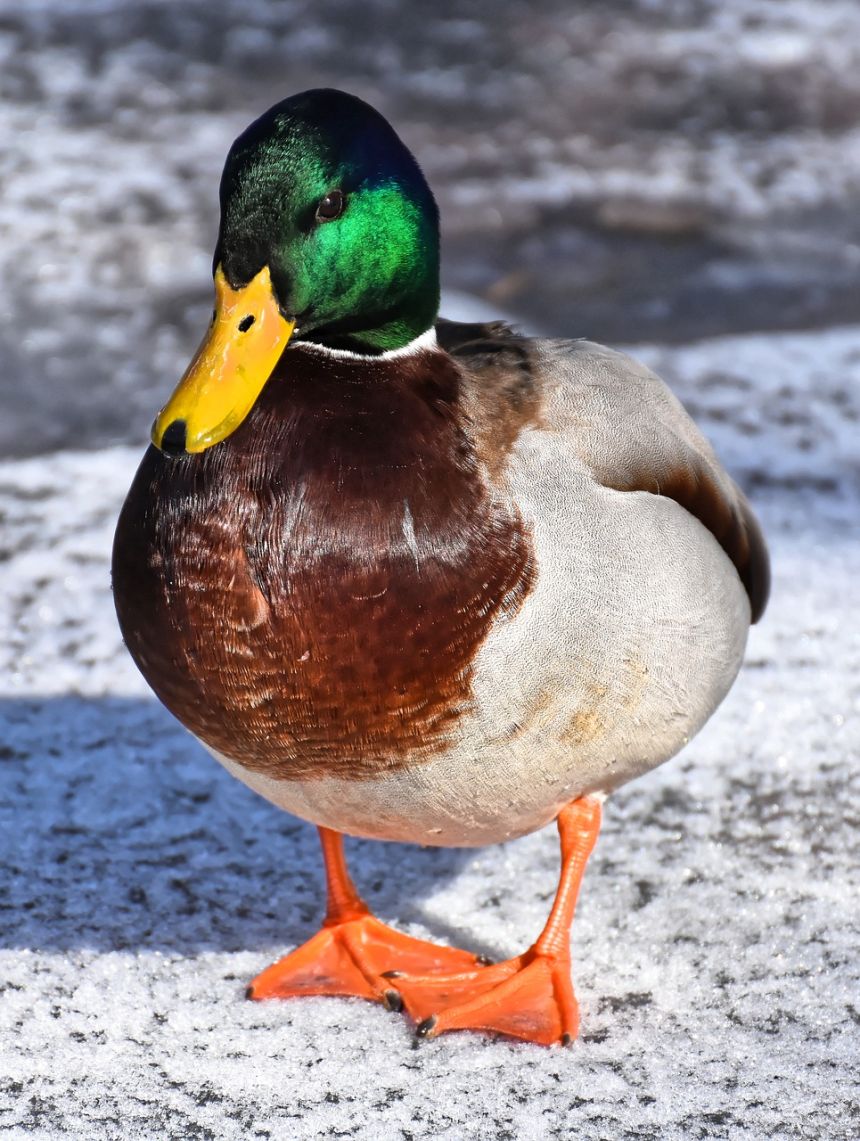 绿头鸭,鸭,丰富多彩