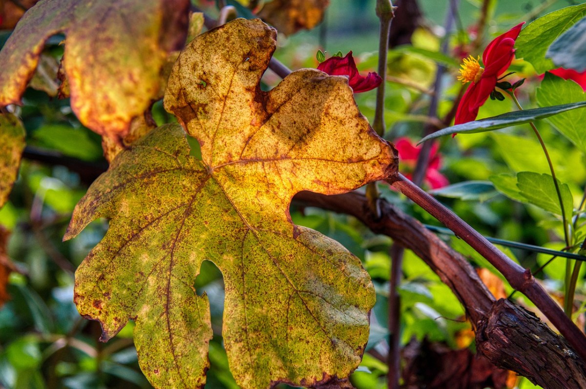 叶酒,藤,秋天的落叶