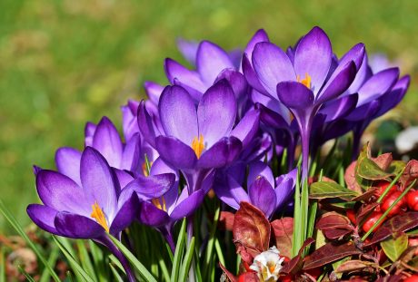 藏红花、Schwertliliengewaechs、紫