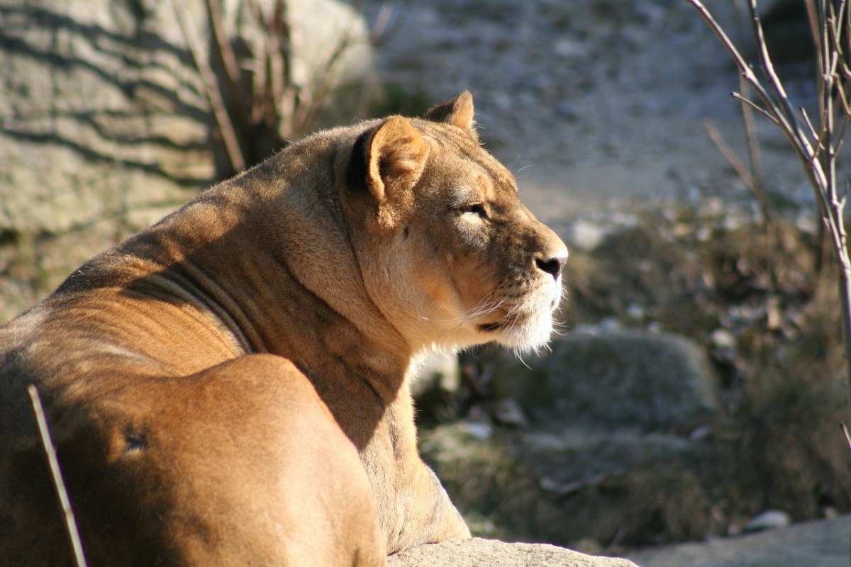 狮子,毛皮,动物