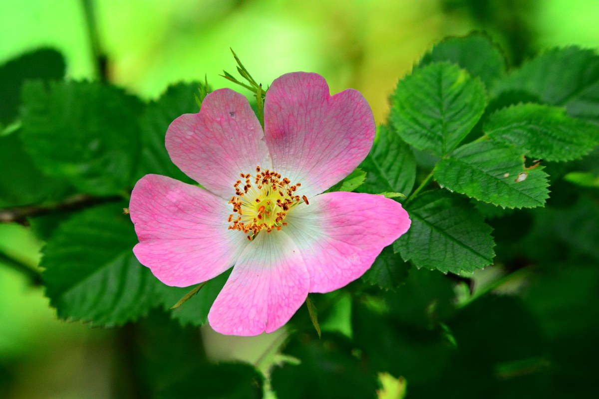 美蔷薇花朵免费图片
