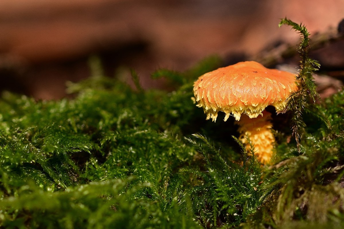 性质,森林,蘑菇