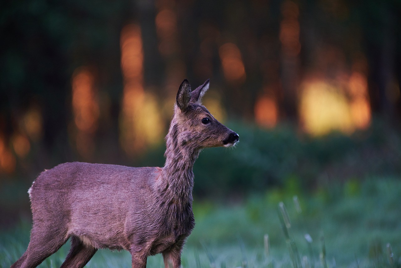 野生动物,獐鹿,小鹿