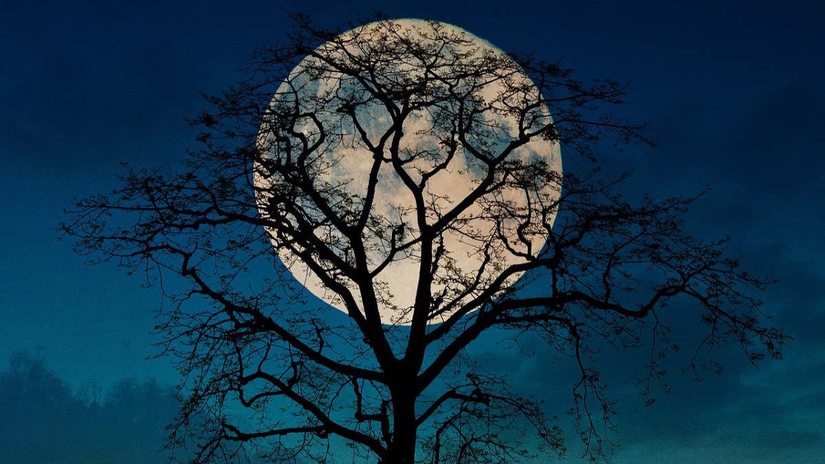 月亮里面的树和人图片图片