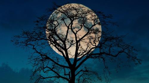 树、月亮、天空