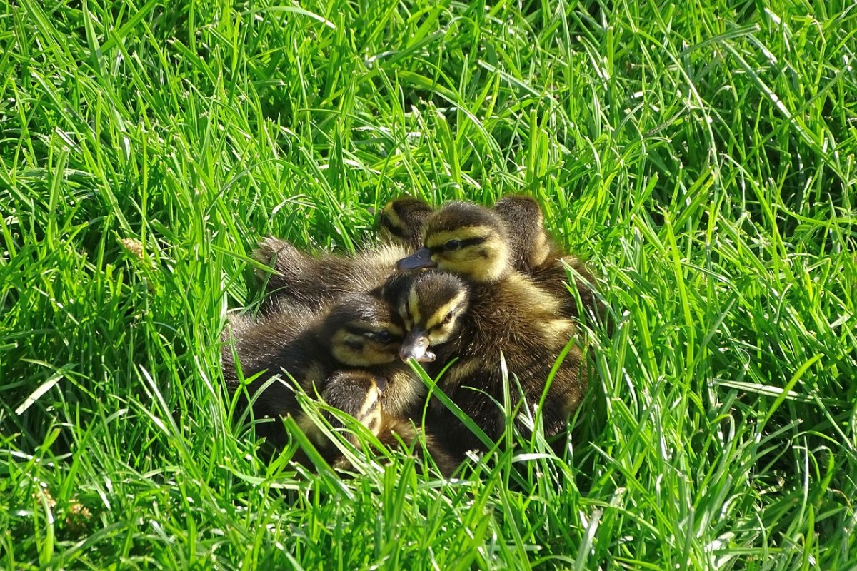 小鸭,七个隐藏的,水禽
