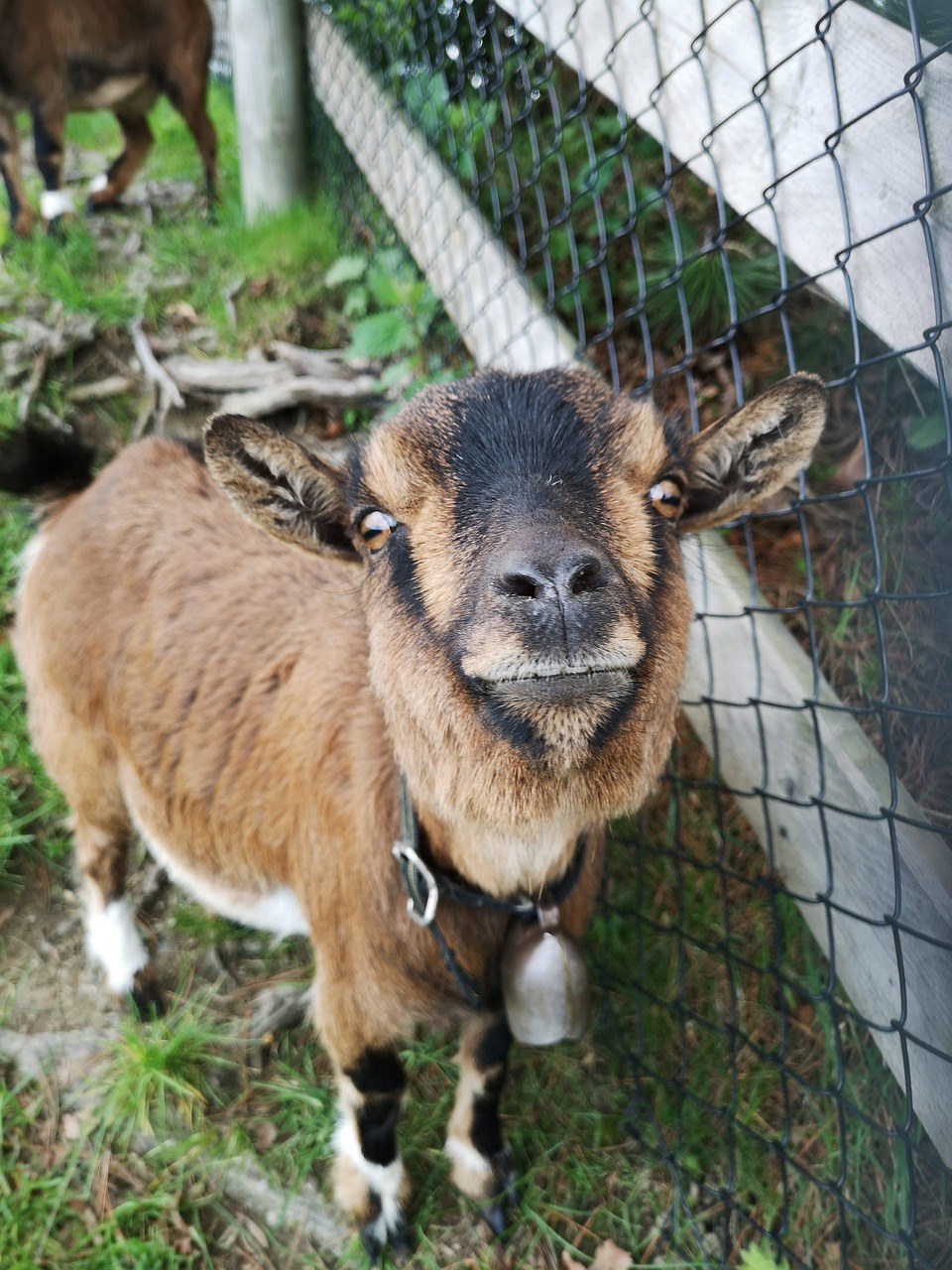 山羊,瑞士,搞笑