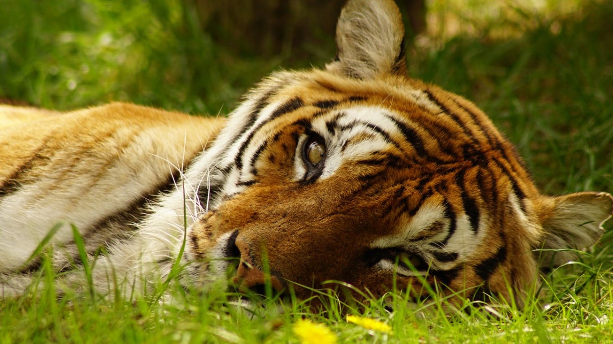 躺在草地上的老虎免费图片