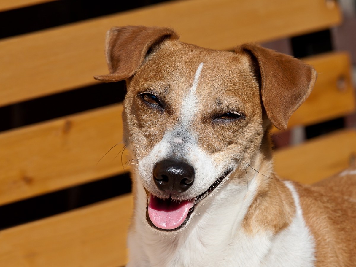 狗、笑、插孔罗素免费图片
