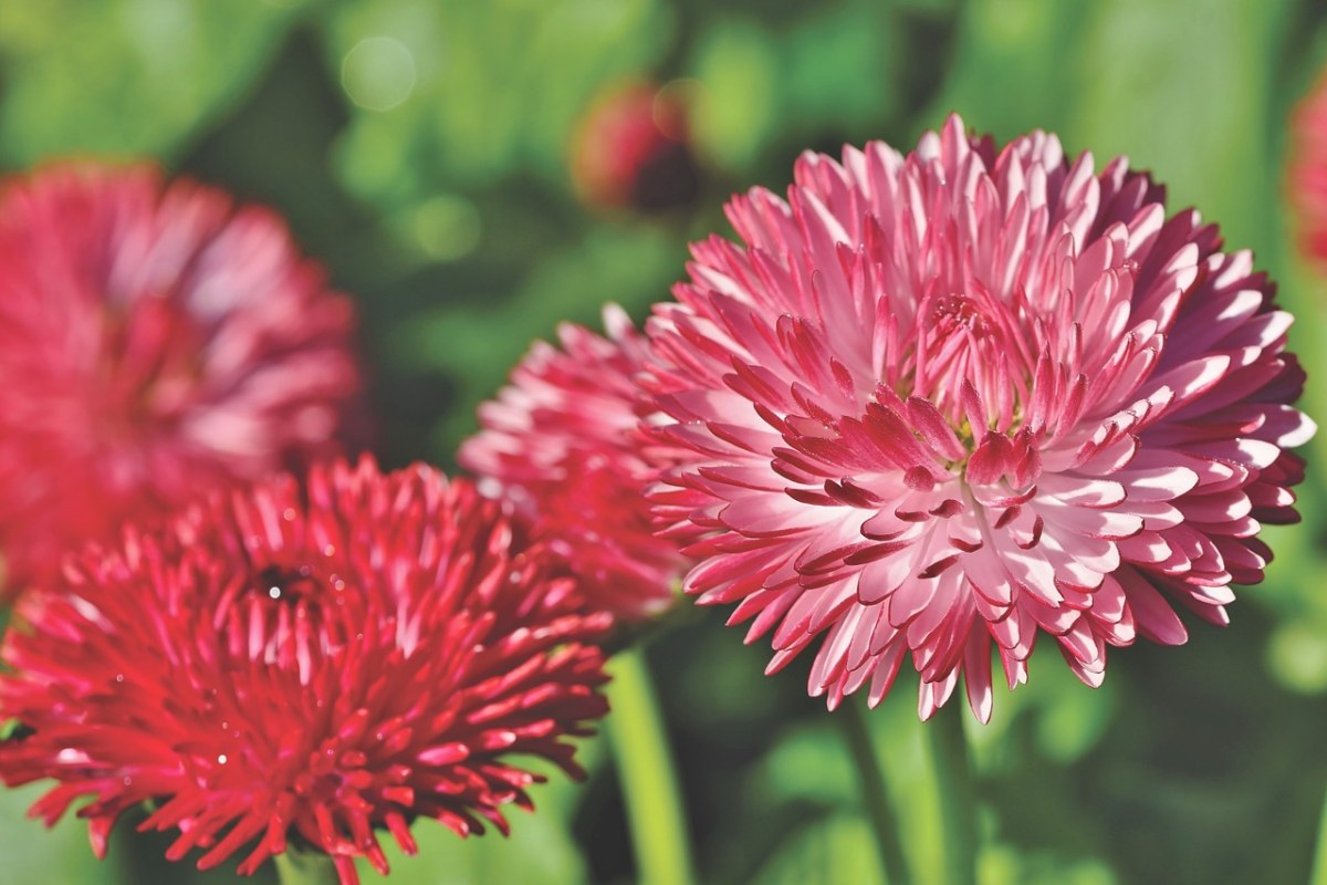 盛开的红色雏菊花朵免费图片