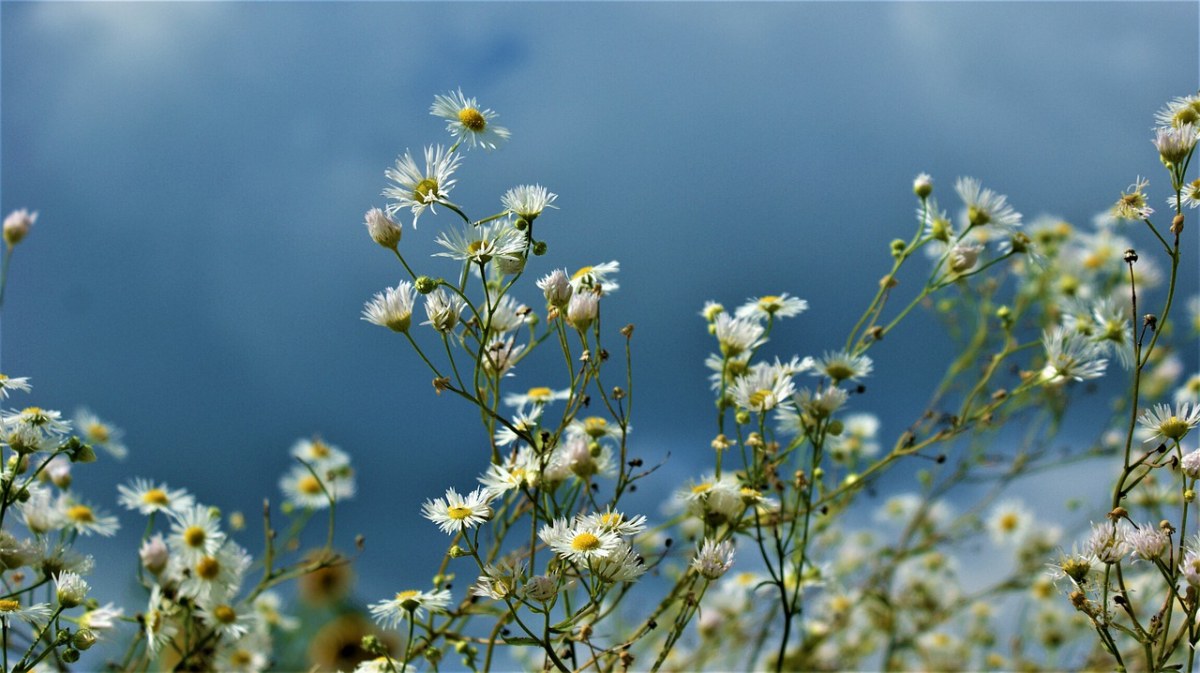 黄春菊、鲜花、领域花免费图片