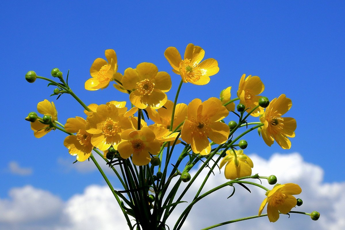 黄色的毛茛花花束免费图片