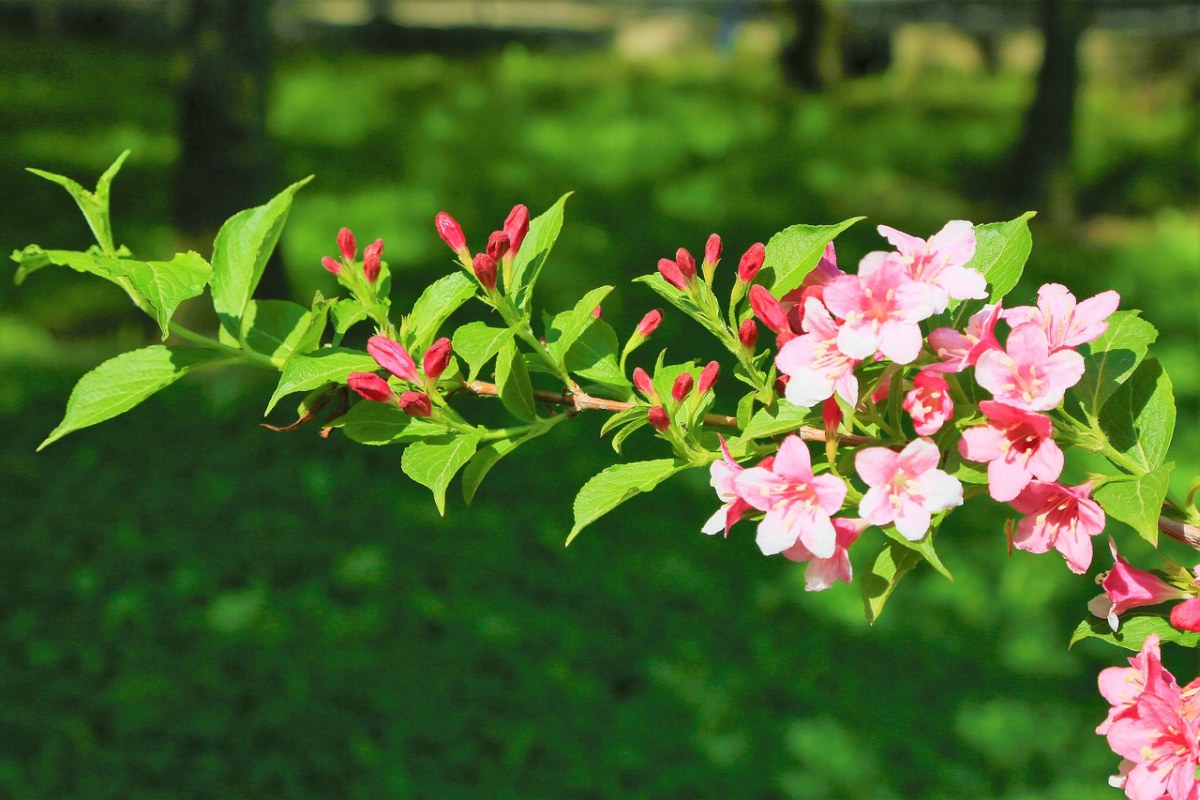 花卉、春、树免费图片