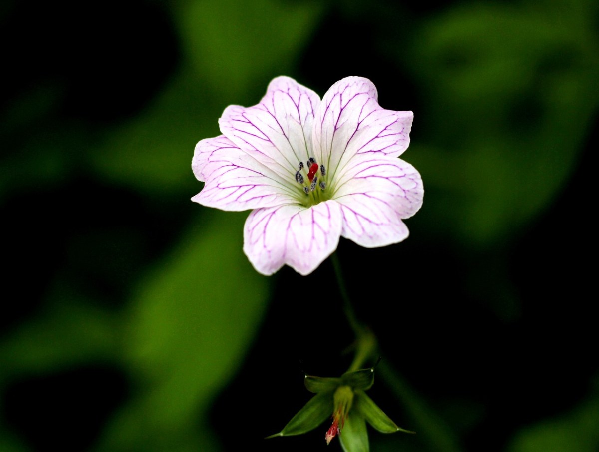 天竺葵花斑、Pelagonia、花园免费图片