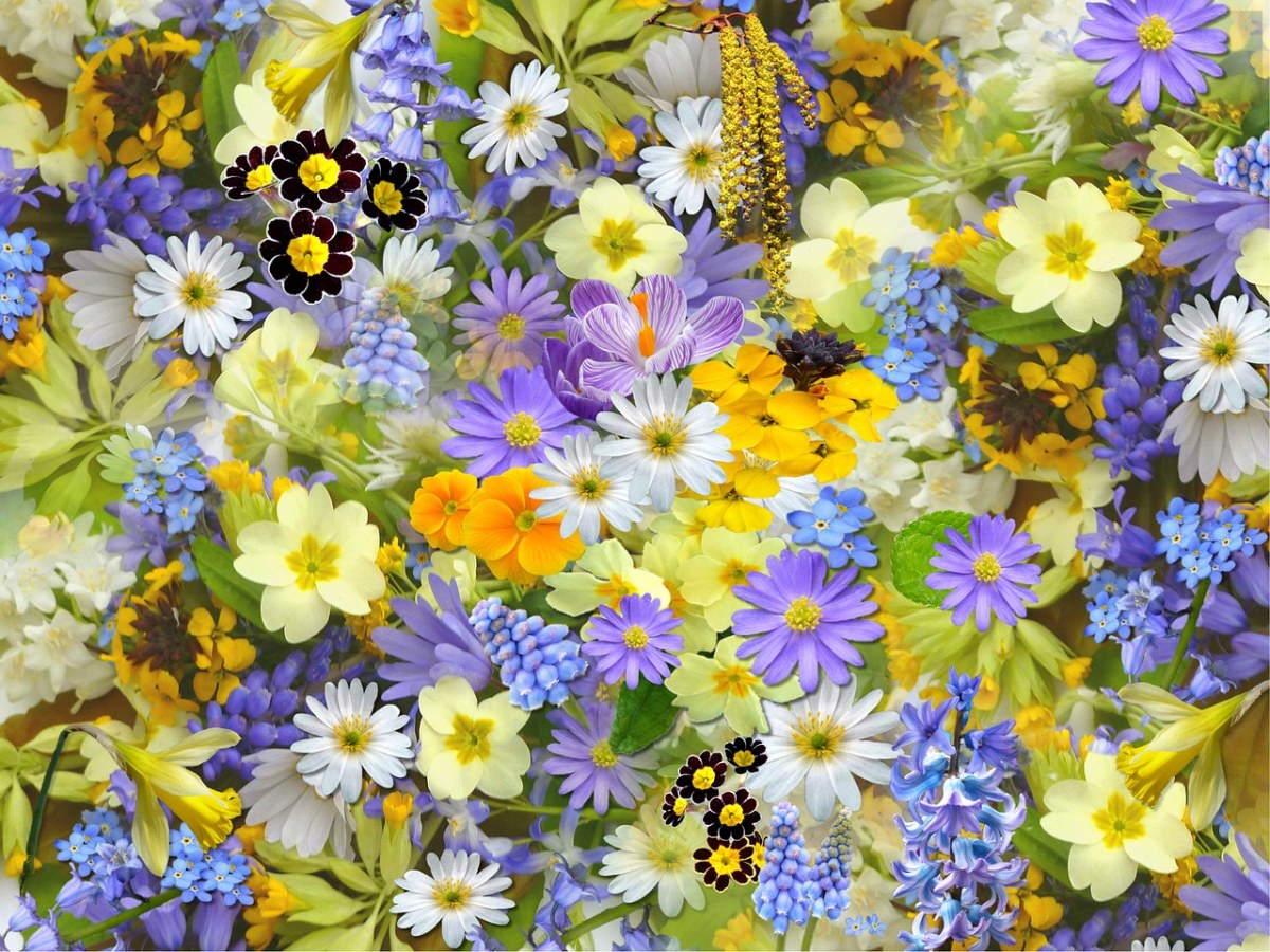 五彩缤纷的花朵背景免费图片