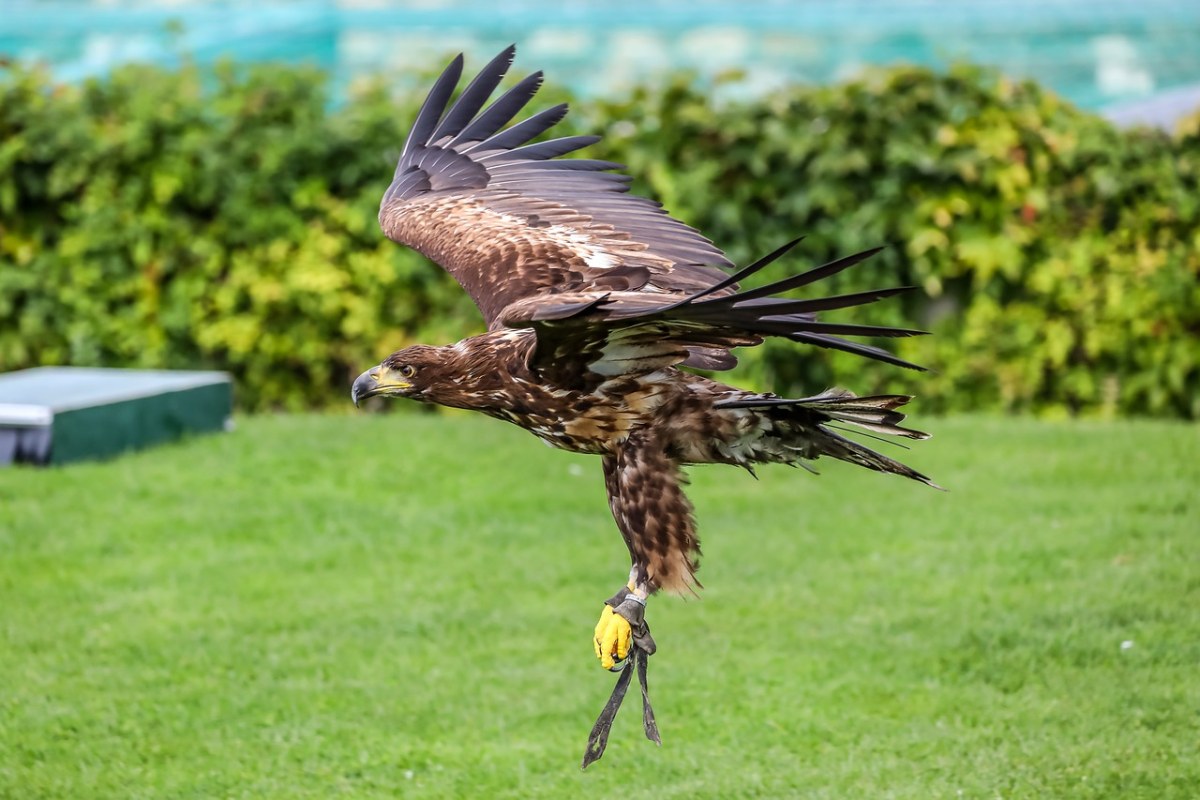阿德勒,猛禽,鸷鸟