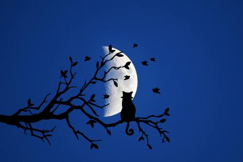 夜、月亮、猫