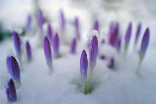 花、花瓣