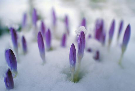 花、性质、花瓣