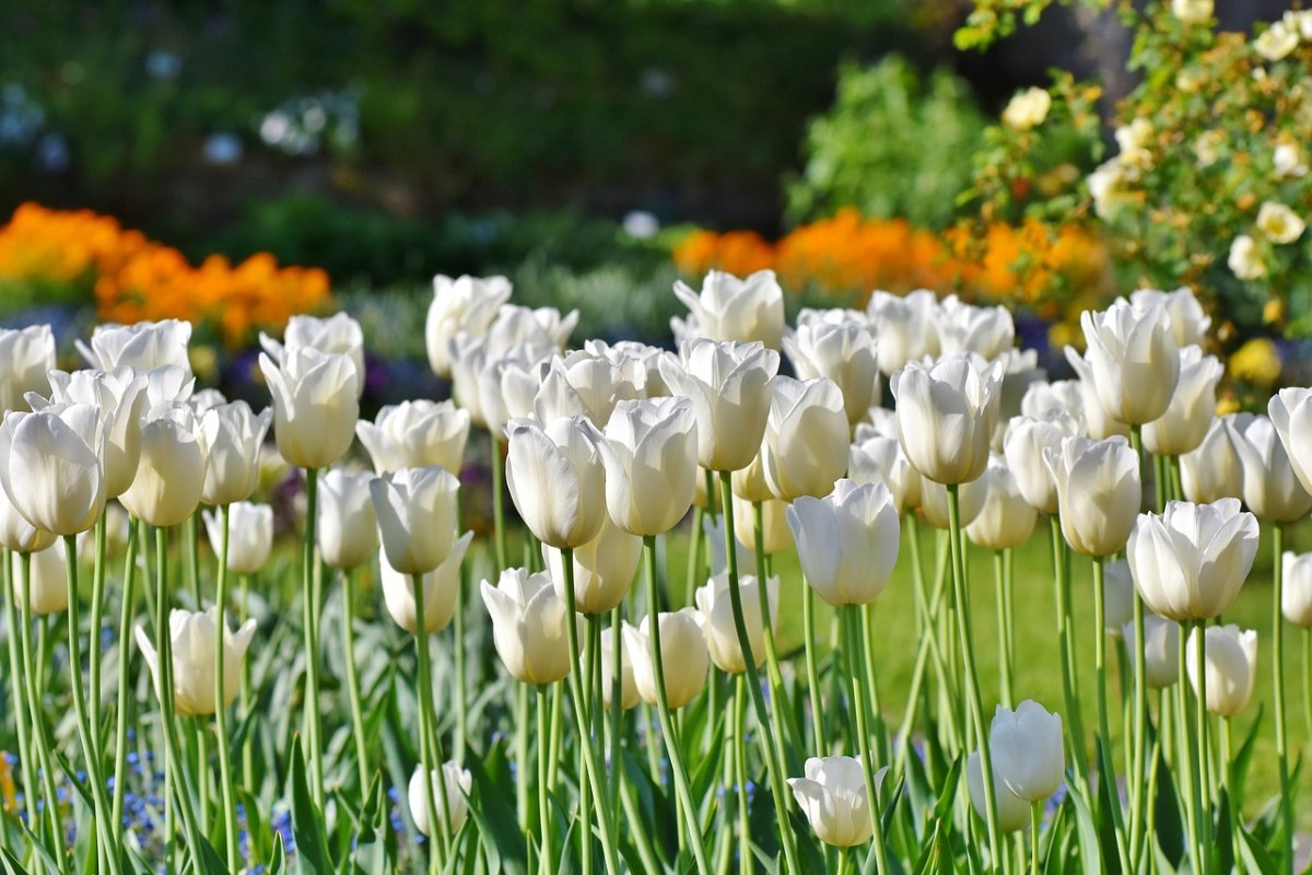 郁金香、郁金香字段、Tulpenbluete免费图片